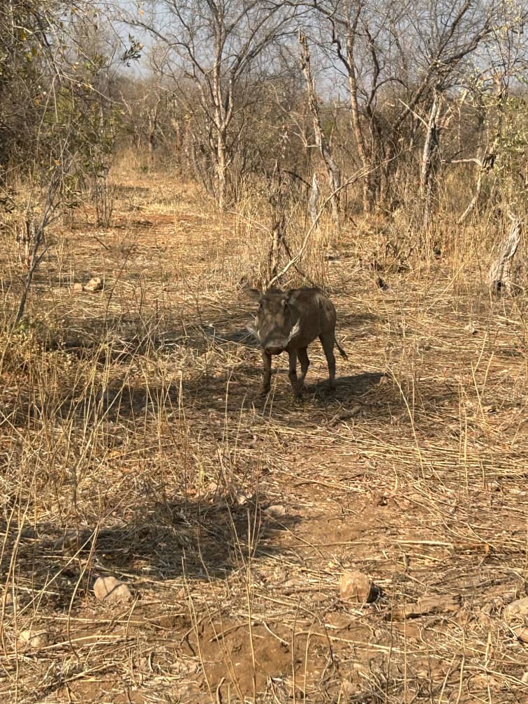 Eco-Conscious Safari Living