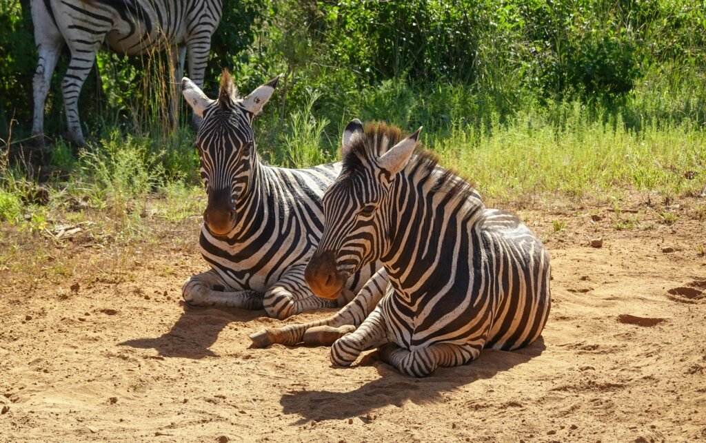 4 Day 3 Nights Victoria Falls - Chobe (Botswana) Tour