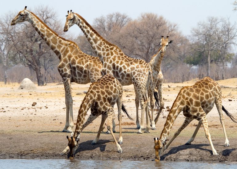 ZimbabweMakololo44-770×550