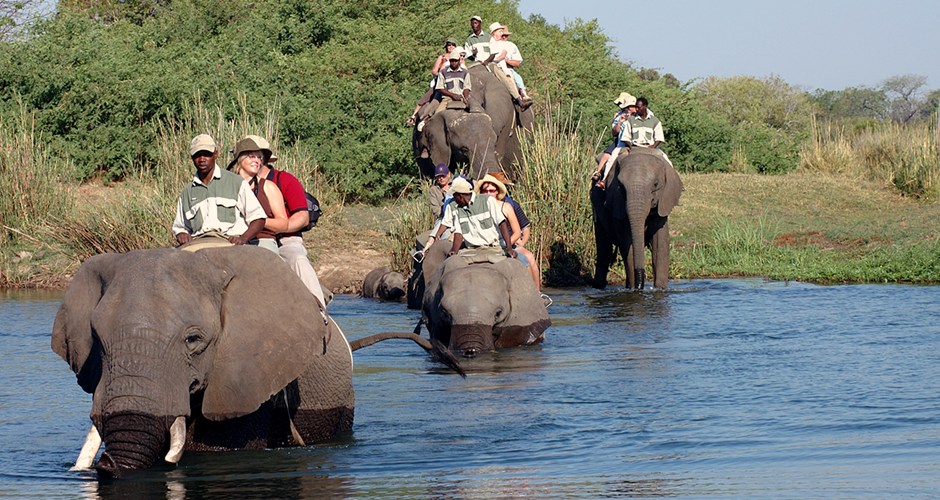 Elephant Interaction $122